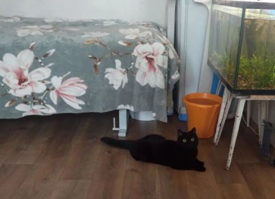 ����������� ���������� ����