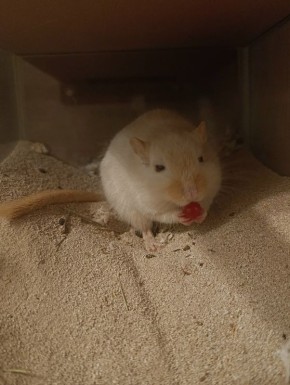 ���������� �����, ������� �������� ������