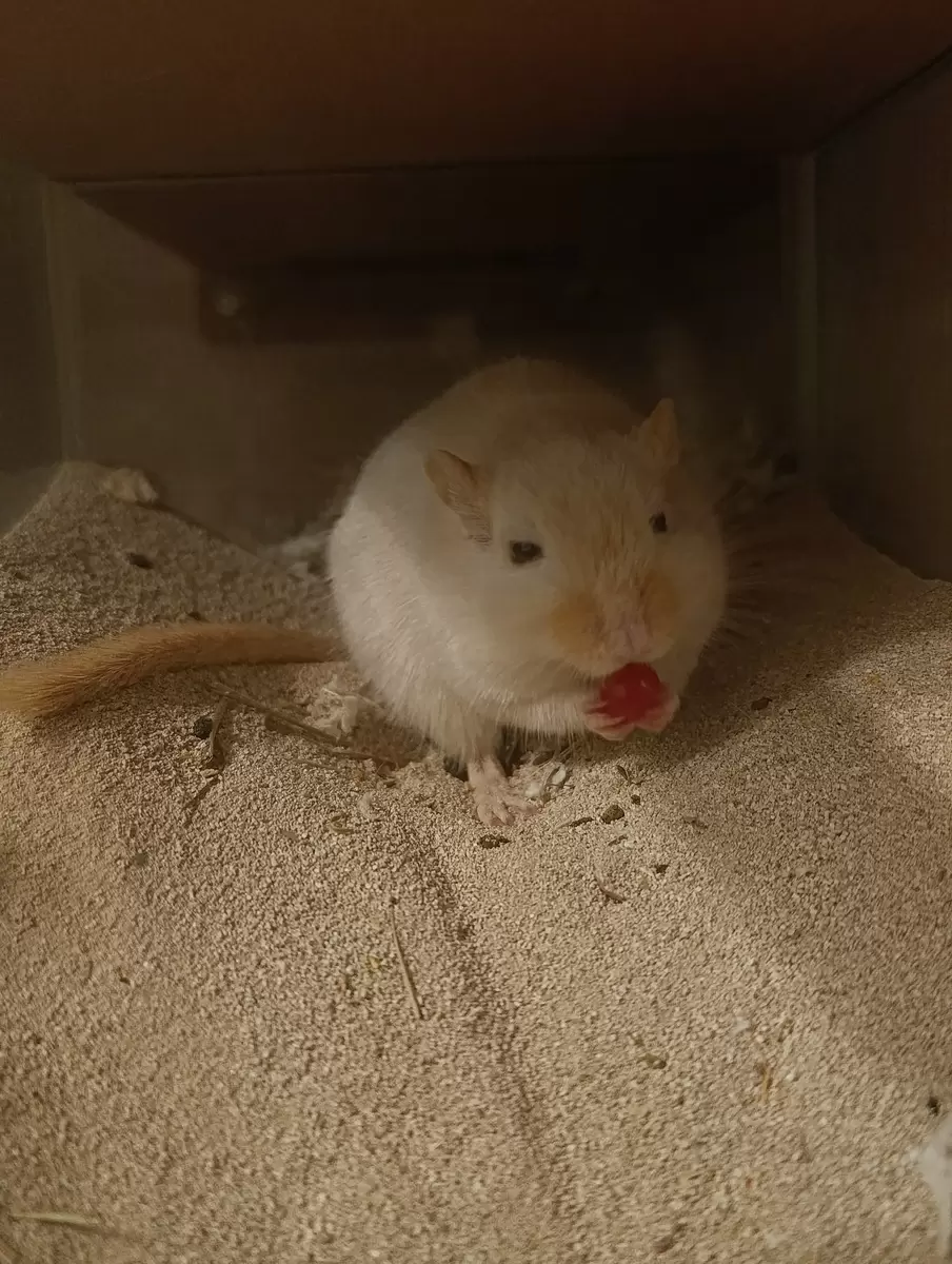 Уникальная ягода, которая покорила сердца