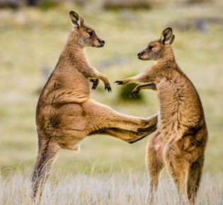 ��� ����������� � ����������� � ����������