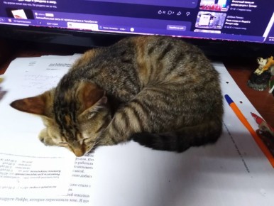 Кошачий дом и его приключения