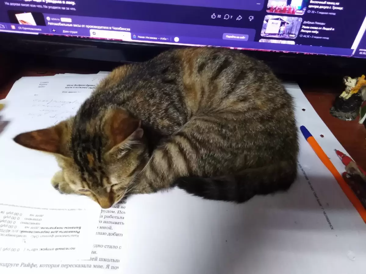 Кошачий дом и его приключения