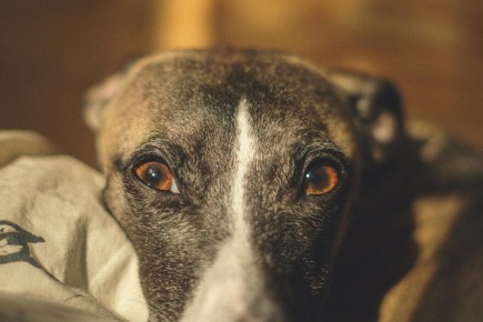 ������� ����� ���������: ��� ������ ������� ������ �����