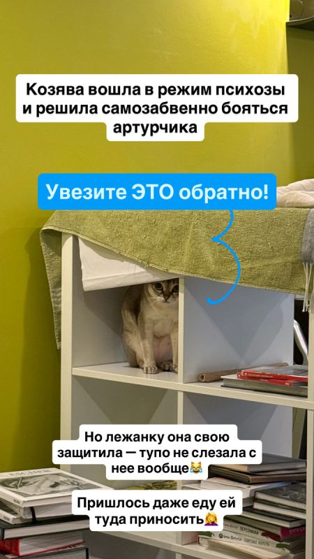 Кошачьи стрессы: как заботиться о питомцах в период перемен